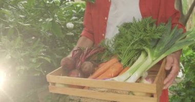 Animation of glowing lights over caucasian man carrying crate of fresh vegetables in garden. gardening and community garden week concept digitally generated video.