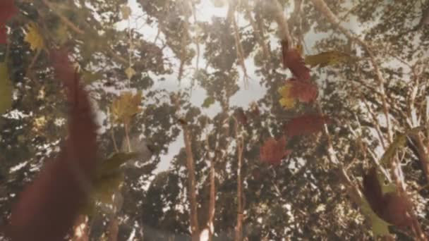 Композитное Видео Нескольких Осенних Листьев Падающих Солнце Сияющее Сквозь Ветви — стоковое видео