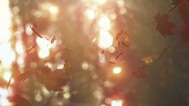 Композитне Відео Декількох Осінніх Листя Падають Сонце Сяє Через Гілки — стокове відео