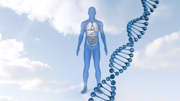 Animation Dna Strand Spinning Human Body Model Global Science Research — Stock Video