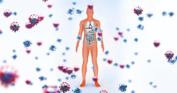 Animation Fallender Viruszellen Über Dem Menschlichen Körpermodell Globales Wissenschaftliches Forschungs — Stockvideo