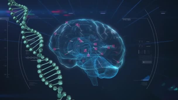 Animación Del Cerebro Digital Procesamiento Datos Sobre Fondo Azul Tecnología — Vídeo de stock