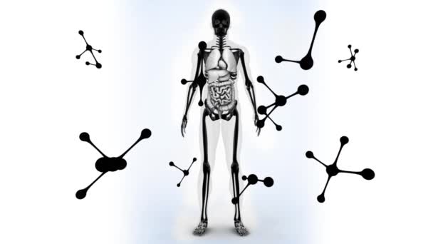 Animation Fallender Moleküle Über Dem Menschlichen Körpermodell Globales Wissenschaftliches Forschungs — Stockvideo