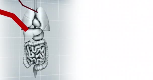 Animazione Del Grafico Sul Modello Degli Organi Umani Ricerca Scientifica — Video Stock