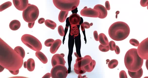 Animazione Della Caduta Delle Cellule Del Sangue Sul Modello Del — Video Stock