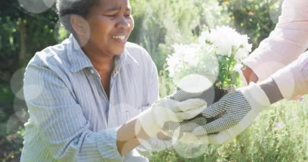 Lichtblicke Gegen Afrikanisch Amerikanische Senioren Pärchen Die Gemeinsam Garten Gärtnern — Stockvideo