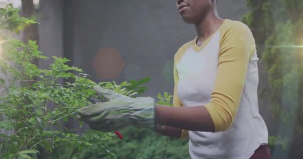 Ponto Luz Contra Retrato Mulher Afro Americana Cortando Folhas Plantas — Vídeo de Stock