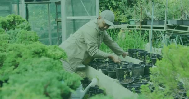 Green Spot Light Moving Asian Senior Man Watering Plants Garden — Stock Video
