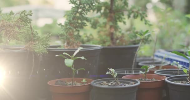 Samengestelde Video Van Lichtvlek Tegen Meerdere Plantenpotten Tuin Gemeenschap Tuin — Stockvideo