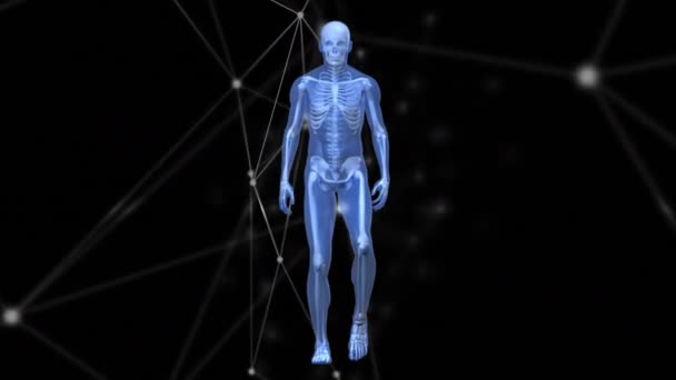 Animación Red Conexiones Procesamiento Datos Través Del Modelo Cuerpo Humano — Vídeo de stock