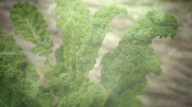 Bir bitkinin yapraklarına karşı bir ışık lekesi. toplum bahçesi farkındalığı konsepti