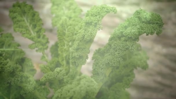 Lichtpunkte Gegen Nahaufnahmen Von Blättern Einer Pflanze Konzept Der Gemeinschaftsgartenwoche — Stockvideo