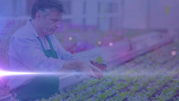 Lehký Proces Proti Bělochovi Který Zkoumá Květináče Vnitřní Zahradě Komunitní — Stock video