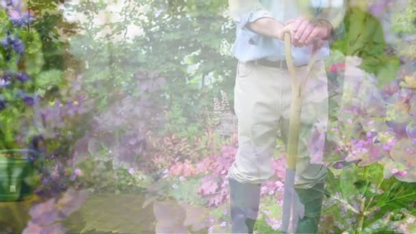 Composite Video Plants Caucasian Senior Man Standing Shovel Garden Community — Stock Video