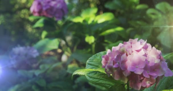 Пятно Света Фоне Розового Цветка Саду Концепция Недели Информирования Общественности — стоковое видео