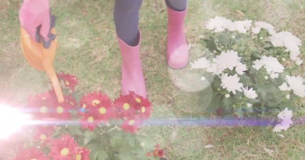 Spots Light Mid Section Woman Watering Plants Garden Community Garden — Stock Video