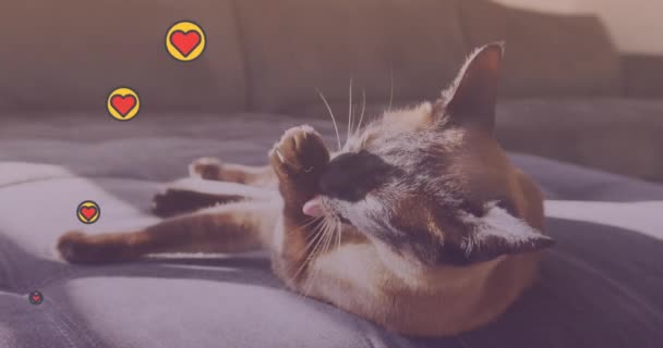 多个心脏图标漂浮在阳光照射下 落在家里沙发上的猫身上 全国采用收容所宠物日宣传概念 — 图库视频影像