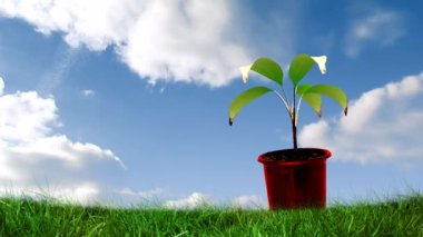 Bulutlarla kaplı saksıda bitki animasyonu. Ulusal Temiz Hava Günü ve dijital olarak üretilen video konsepti.