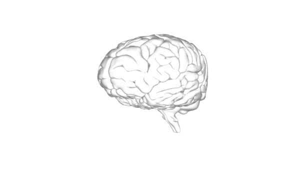 Animación Del Cerebro Girando Sobre Fondo Sano Blanco Mente Pensamiento — Vídeo de stock