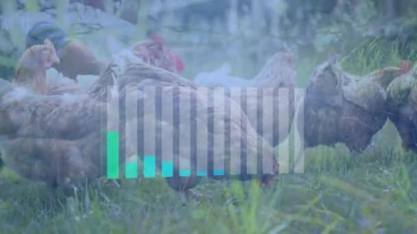 Animazione Grafici Sopra Pollo Prato Elaborazione Dati Economia Agricoltura Interfaccia — Video Stock