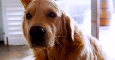 Evde köpekleriyle oynayan bir kadının orta bölümü. Ulusal evcil hayvan ayı farkındalığı kavramı