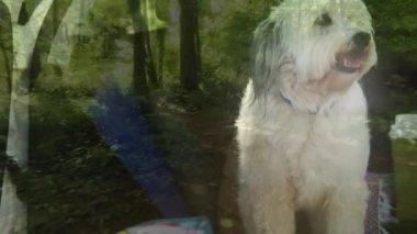 Bir köpeğin yaklaşmasıyla orman yolunun birleşik videosu. Ulusal evcil hayvan ayı farkındalığı kavramı