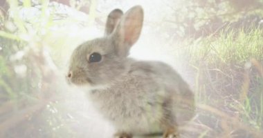 Ormandaki tavşana karşı parlak ışık noktasının birleşik videosu. Ulusal evcil hayvan ayı farkındalığı kavramı