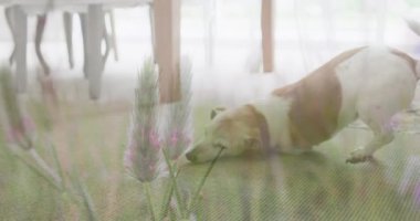 Evdeki köpeklere karşı tarladaki uzun mahsullerin birleşik videosu. Ulusal evcil hayvan ayı farkındalığı kavramı