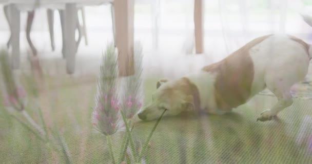집에서 상대로 들판에서 농작물을 재배하는 모습을 동물의 — 비디오