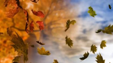 Sonbahar arkaplanının üzerine düşen sonbahar yapraklarının animasyonu. Sonbahar, sonbahar, mevsimler ve dijital olarak üretilen doğa konsepti.