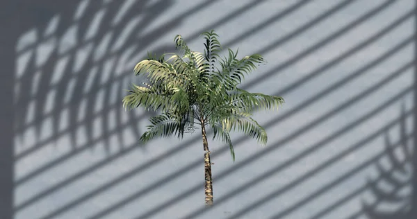 Εικόνα Φοινικόδεντρου Πάνω Από Φύλλα Και Σκιά Παραθύρου Γκρι Φόντο — Φωτογραφία Αρχείου