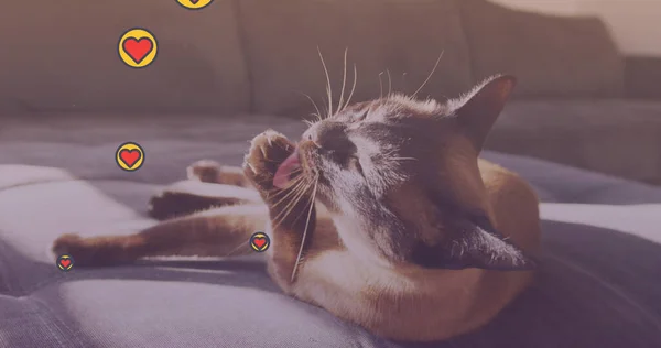 Множество Икон Сердца Плавающих Против Солнечного Света Падающего Кошку Сидящую — стоковое фото
