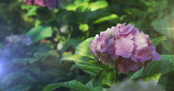 Έντονο Φως Κατά Κλείσιμο Του Ροζ Λουλούδι Στον Κήπο Έννοια — Φωτογραφία Αρχείου
