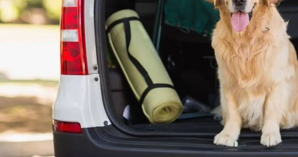 Счастливый Золотистый Ретривер Собака Сидит Открытом Багажнике Автомобиля Парке Выгуливать — стоковое фото