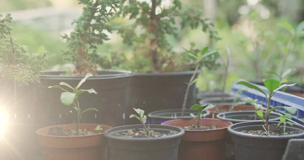 Samengesteld Beeld Van Lichtvlek Tegen Meerdere Plantenpotten Tuin Gemeenschap Tuin — Stockfoto