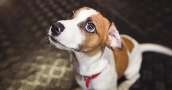 Закройте Маленькую Коричнево Белую Домашнюю Собаку Красном Ошейнике Глядя Вверх — стоковое фото