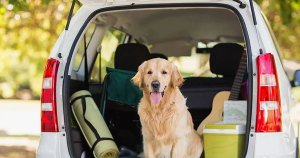 Happy golden retriever pet dog sitting inside open car boot in park. walk your dog month, dog ownership, care and loyalty concept digitally generated image.