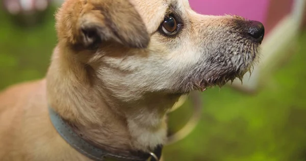 茶色の目で上を見上げる小さな淡い茶色のペットの犬のクローズアップ 犬の月 犬の所有権と忠誠心の概念を歩くデジタルで生成されたイメージ — ストック写真