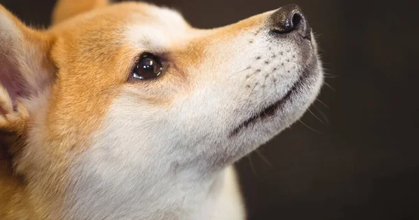 黒を背景に 小さな茶色と白のペットの犬を見上げて閉じます 犬の月 犬の所有権と忠誠心の概念を歩くデジタルで生成されたイメージ — ストック写真