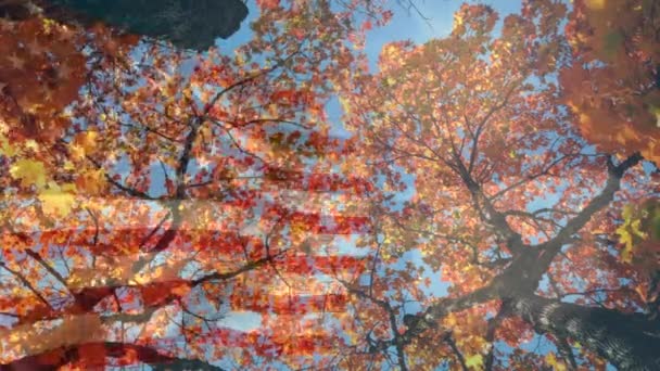 Animation Autumn Leaves Falling Flag Usa Trees American Patriotism Seasons — Stock Video