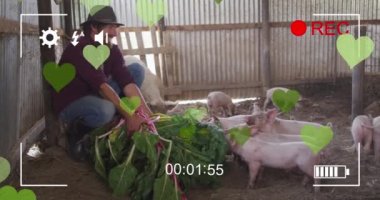 Animation of heart icons over caucasian man feeding pigs. Global ecology, organic and digital interface concept digitally generated video.