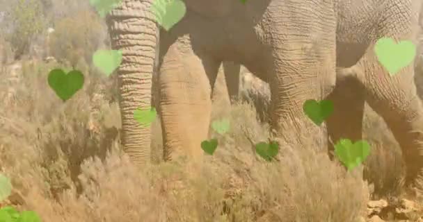 在大象身上的心像动画 国家野生生物和数字接口概念数字生成视频 — 图库视频影像
