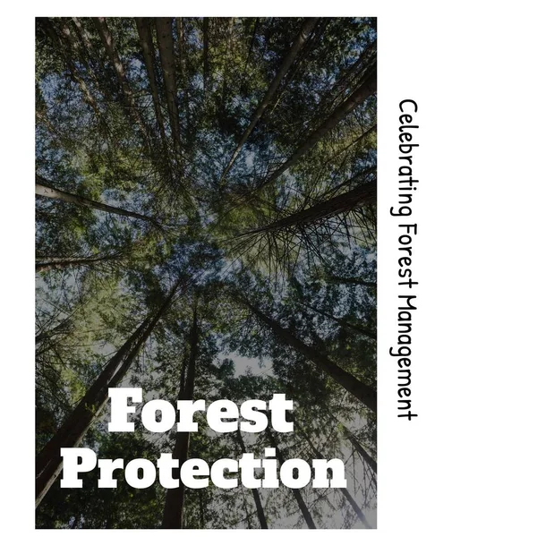 Low angle view of trees in forest with celebrating forest management and forest protection text. Digital composite, copy space, nature, awareness, protection and environmental conservation concept.