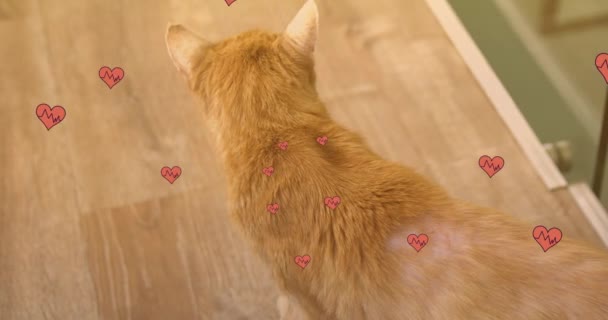 Animation Falling Hearts Icons Ginger Cat International Cat Day Concept — ストック動画