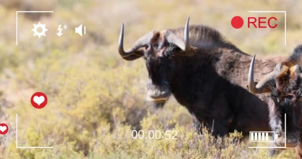 草原上的羚羊上的心形动画 国家野生生物和数字接口概念数字生成视频 — 图库视频影像