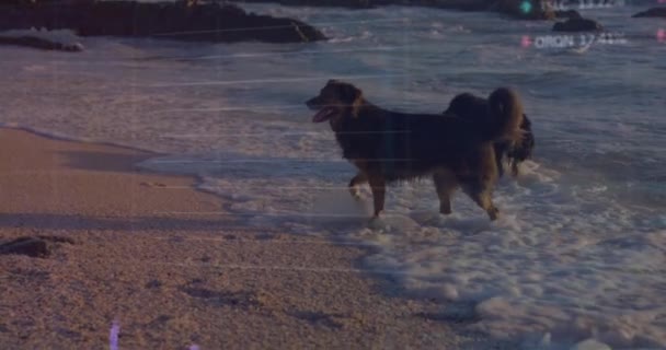 Animação Processamento Dados Sobre Cães Praia Animais Conceito Interface Digital — Vídeo de Stock