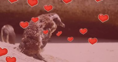 Penguenler üzerinde yürüyen kalplerin animasyonu. Ulusal vahşi yaşam ve dijital arayüz kavramı dijital olarak oluşturulmuş video.