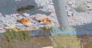 Savanada fil üzerinde kuş animasyonu. Ulusal vahşi yaşam ve dijital arayüz kavramı dijital olarak oluşturulmuş video.