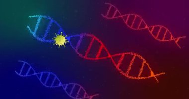 DNA iplikçikleri üzerinde virüs hücrelerinin animasyonu. küresel bilim ve dijital arayüz kavramı dijital olarak oluşturulmuş video.