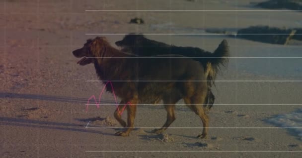 Animation Data Processing Dogs Beach Animals Digital Interface Concept Digitally — Vídeos de Stock